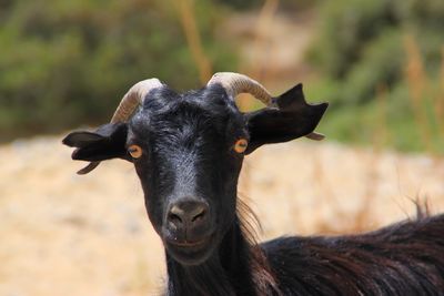 Close-up portrait of a horse