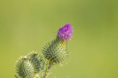 Close-up of thistle blooming outdoors