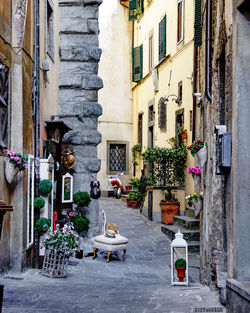 Potted plants on street against building