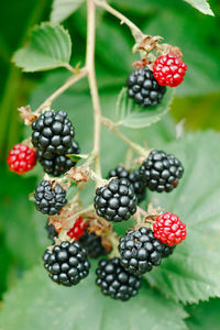 Close-up of berries growing on tree