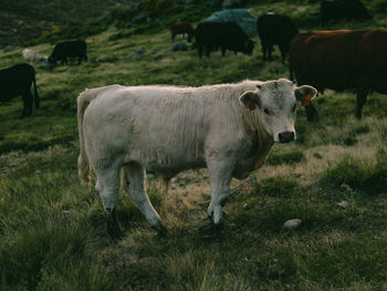 Cow standing in field