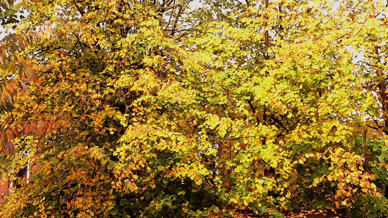 tree, growth, branch, yellow, nature, beauty in nature, lush foliage, tranquility, green color, autumn, forest, leaf, low angle view, full frame, day, no people, outdoors, change, plant, tranquil scene