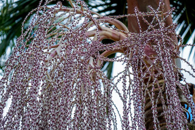 Palm tree flowers in a garden.