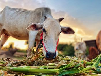 Close-up of cow