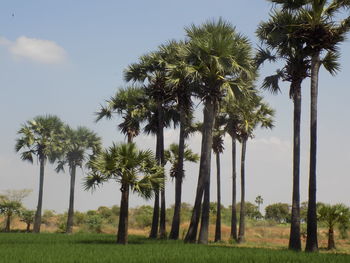 Palm trees on field against sky