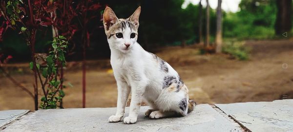 Portrait of a cat looking away