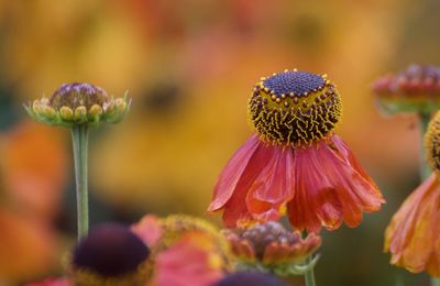 Close-up of purple flowering plant