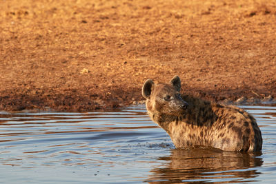 Portrait of horse drinking water in lake