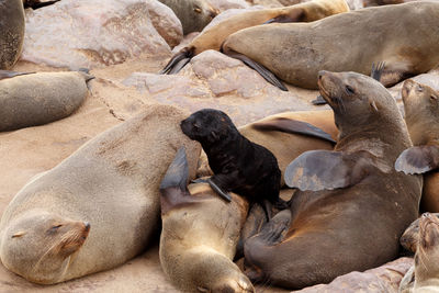 High angle view of sea lion