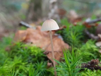 Close-up of mushroom growing on field