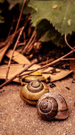 Close-up of snail on ground