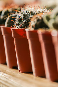 Close-up of succulent plant in pot