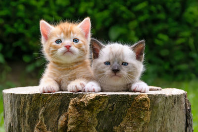 Close-up portrait of kittens