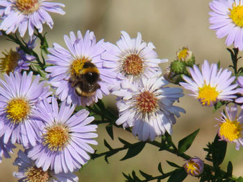 Close-up of bee pollinating on purple flower