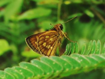 Close-up of butterfly on leaf