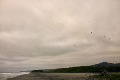 Flock of birds flying over land