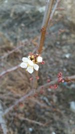 Close-up of flowers against blurred background