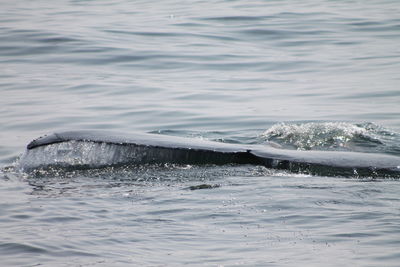 View of whale swimming in sea