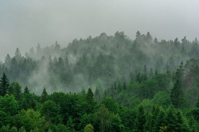 Pine trees in forest