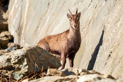 Close-up of deer