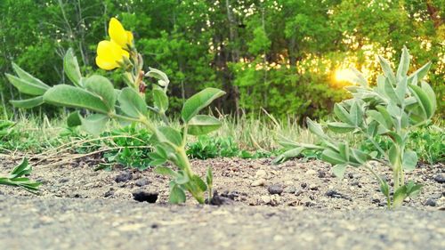 Close-up of yellow flowers blooming in field