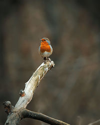 Close-up of bird perching on branch
