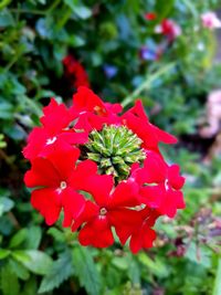 Close-up of red flowering plant