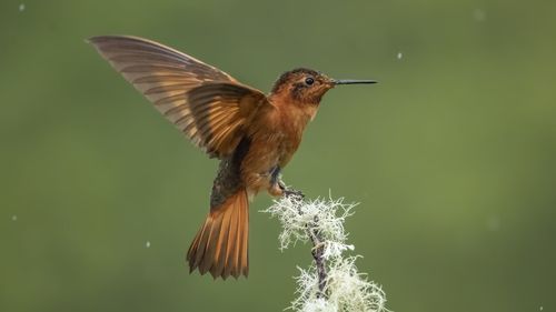 Close-up of bird flying against sky