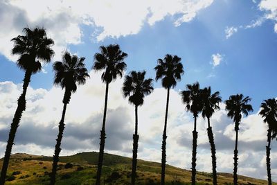 Palm trees on beach against sky