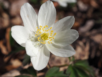 Close-up of white flower