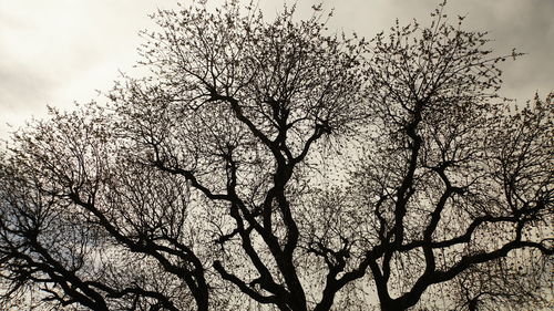 Low angle view of trees against sky