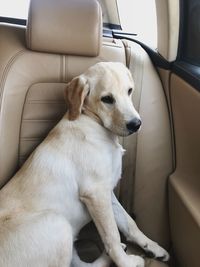 Dog sitting in car