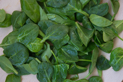 High angle view of chopped green leaves
