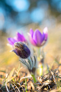 Close-up of bee on purple flower