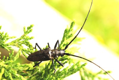 Close-up of insect on leaf