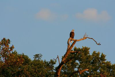 Low angle view of bird perching on tree against sky