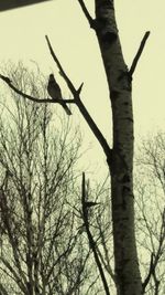 Low angle view of birds perching on tree