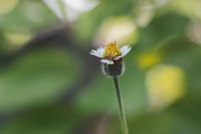 Close-up of white flower