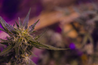 Cannabis violet