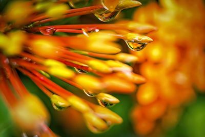 Close-up of yellow flowering plant