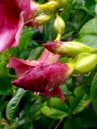 Close-up of pink flowers