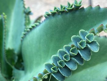 Close-up of succulent plant