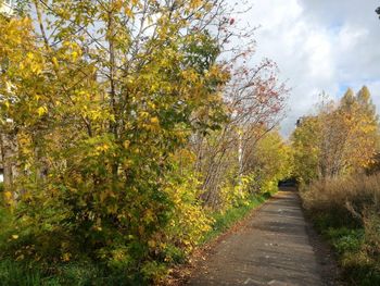 Footpath amidst trees against sky during autumn