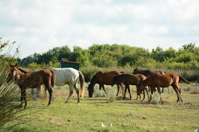 Horses grazing on field against sky