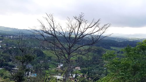 Plants growing on land against sky
