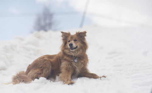 Portrait of dog in snow