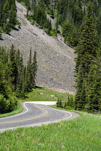 Road amidst trees in forest