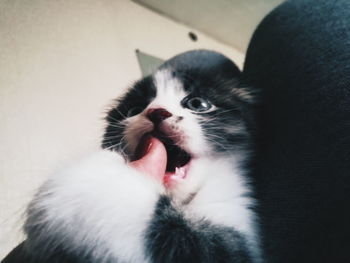 Close-up portrait of a cat at home