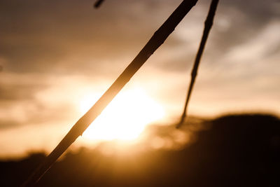 Close-up of silhouette plant against sky during sunset