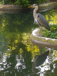 High angle view of gray heron perching on a lake